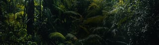 lor origins forestcomponent 1803x520