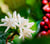 lorsust23 coffee blossom berries
